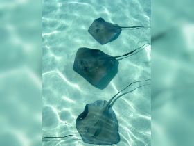 A serene underwater view showcasing a group of stingrays gliding gracefully through crystal-clear waters, perfect for wildlife enthusiasts and marine life lovers.