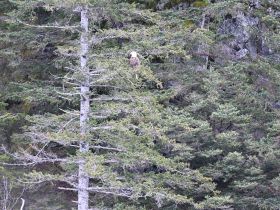 A majestic eagle perches on a tree branch, surrounded by lush greenery, showcasing the beauty of wildlife in its natural habitat.
