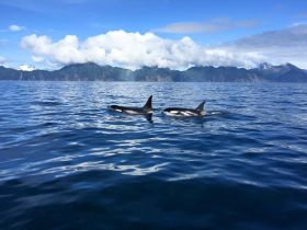 Beautiful pair of Orca Whales in Resurrection Bay
