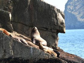 A group of seals basking on a rocky shore, showcasing the beauty of marine wildlife in their natural habitat.