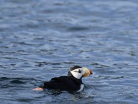 A close-up shot of a puffin swimming gracefully in the water, showcasing its vibrant beak and distinctive markings — a delightful sight for wildlife enthusiasts.