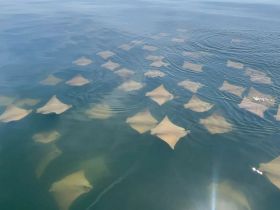 A stunning view of a group of stingrays gliding gracefully beneath the surface of clear waters, showcasing the beauty of marine wildlife.