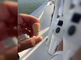 A close-up of a hand holding a beautiful shell aboard a boat, showcasing the treasures found while enjoying a day on the water.
