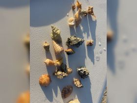 A beautiful collection of seashells displayed on a surface, perfect for beachcombing enthusiasts and coastal decor.