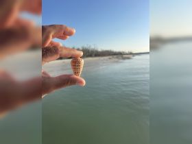 A hand holds a shell against a backdrop of water and trees, capturing a moment of beachcombing. Ideal for showcasing coastal treasures.