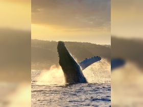 A majestic whale breaches the surface at sunset, creating a stunning display of nature's beauty — a breathtaking moment for wildlife enthusiasts.