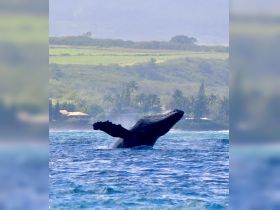 A majestic humpback whale breaches the surface of the water, showcasing its impressive size against a lush coastal backdrop — a breathtaking moment for wildlife enthusiasts.