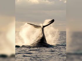 A majestic whale breaches the surface, creating a stunning splash in the ocean — a breathtaking moment for wildlife enthusiasts and marine life lovers.