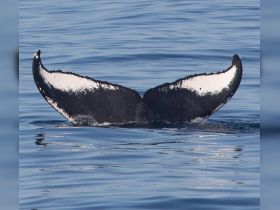 A stunning close-up of a whale's tail gracefully breaking the surface of the water, showcasing the beauty of marine wildlife.