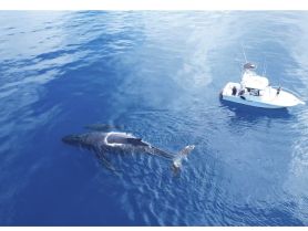whale watching north shore Oahu