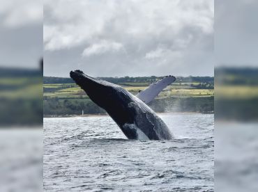 Bob Marlin Charters – Whale Watching Tour