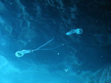 Blue Cave/5 island tour with luxury boat