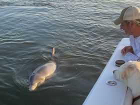 A dolphin interacts playfully with a man and his dog aboard a boat, showcasing a delightful moment of wildlife encounter on the water.