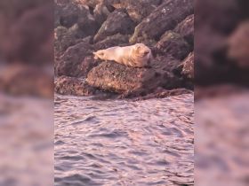 A serene close-up of a seal resting on a rocky outcrop, showcasing the beauty of marine wildlife in its natural habitat.