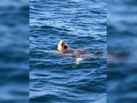A close-up view of a turtle swimming in the ocean, showcasing the beauty of marine wildlife in their natural habitat.