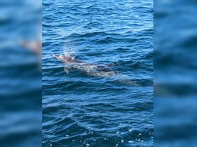 A dolphin gracefully swims through the clear blue waters, showcasing the beauty of marine wildlife in its natural habitat.
