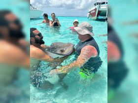 Participants interact with a stingray in shallow turquoise waters, showcasing a unique wildlife experience in a tropical setting.
