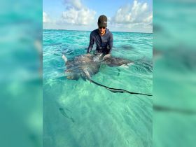 A man interacts with a stingray in the clear turquoise waters, showcasing a unique wildlife experience perfect for adventure seekers.