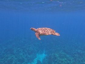 A stunning underwater shot of a turtle gracefully swimming through clear blue waters, showcasing the beauty of marine wildlife.