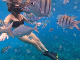 A snorkeler interacts with a vibrant school of fish in crystal-clear waters, showcasing the beauty of underwater wildlife encounters.