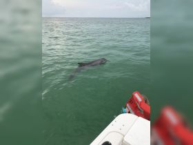 A dolphin swims gracefully near a boat, with a child visible in the foreground, showcasing a delightful wildlife encounter in the water.