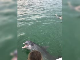 A playful dolphin interacts with a child in the clear waters, showcasing a memorable wildlife experience perfect for marine enthusiasts.