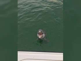 A playful dolphin surfaces with its mouth open, showcasing its friendly nature in the clear waters — a delightful wildlife encounter.