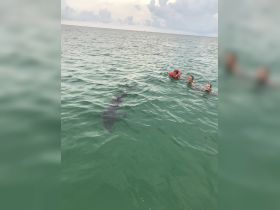 A group of people enjoys a close encounter with a dolphin while swimming in clear waters, showcasing a memorable wildlife experience.
