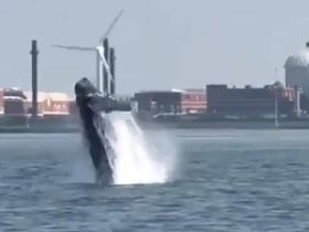 A majestic whale breaches the surface of the water, showcasing its power and grace — a breathtaking moment in marine wildlife observation.