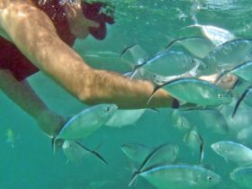 A person interacts with a school of fish while snorkeling in clear waters, showcasing the vibrant marine life and underwater adventure.