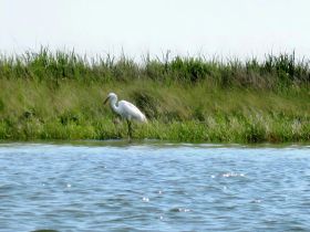 A graceful egret stands in the shallow waters, surrounded by lush greenery, showcasing the beauty of wildlife in its natural habitat.