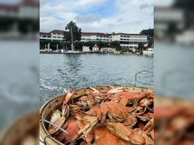 A basket filled with freshly caught crabs, showcasing the bounty of a successful fishing trip — perfect for seafood lovers and culinary adventures on the water.