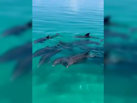 A pod of dolphins swims gracefully in crystal-clear turquoise waters, showcasing the beauty of marine wildlife in their natural habitat.