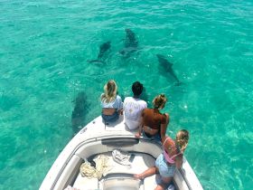 A group of friends enjoys a close encounter with dolphins while perched on the edge of their boat in crystal-clear waters — a thrilling wildlife experience in the tropics.