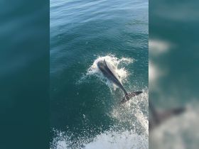 A stunning close-up of a dolphin leaping from the water, showcasing the beauty of marine wildlife in its natural habitat.
