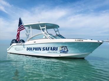 Dolphin Safari Charters – Vitamin Sea