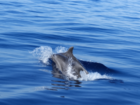 A dolphin gracefully swims through the clear blue waters, showcasing the beauty of marine wildlife in its natural habitat.
