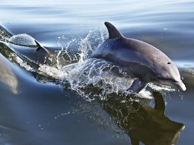 A stunning capture of dolphins swimming and leaping in the water, showcasing their playful nature and beauty in the wild.