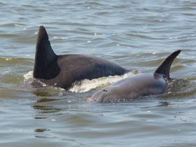 A captivating close-up of dolphins swimming gracefully in the water, showcasing the beauty of marine wildlife.