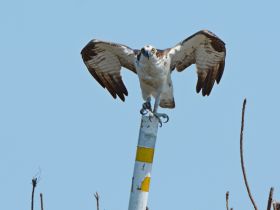 A majestic osprey perches on a pole, showcasing its impressive wingspan and keen gaze — a stunning example of wildlife in its natural habitat.