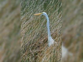 A close-up of a majestic egret standing among tall grasses, showcasing the beauty of wildlife in its natural habitat.