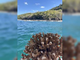 A blurry image featuring coral in the foreground with a coastal backdrop, making it difficult to discern details.