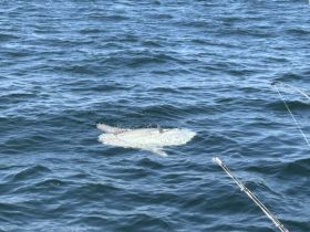 A close-up view of a shark swimming in open water, showcasing the beauty of marine wildlife during a fishing trip.