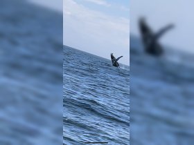 A majestic whale breaches the surface of the ocean, showcasing the beauty of marine wildlife — a thrilling sight for any ocean enthusiast.
