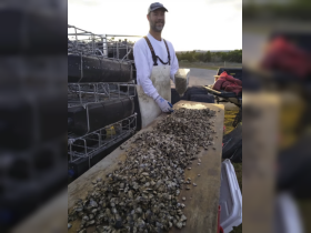 A man smiles while working with a large pile of oysters, showcasing the seafood harvesting process. Ideal for those interested in marine life and sustainable fishing practices.