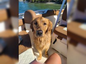 A golden retriever with a wet coat sits on a boat, showcasing the joy of bringing pets along for a day on the water.
