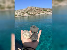 A close-up view of three sea urchins held in a hand, showcasing the unique textures and colors against a stunning turquoise ocean backdrop — a perfect moment for marine life enthusiasts.