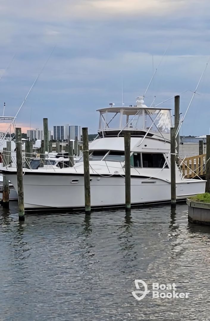 Nauti-Nurse Dolphin Tours
