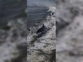 A dolphin leaps gracefully from the water, showcasing its playful nature — a captivating moment for wildlife enthusiasts and boaters alike.