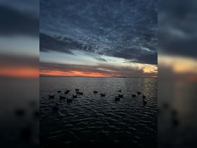 A serene sunset scene featuring ducks swimming in calm waters, creating a picturesque wildlife moment.